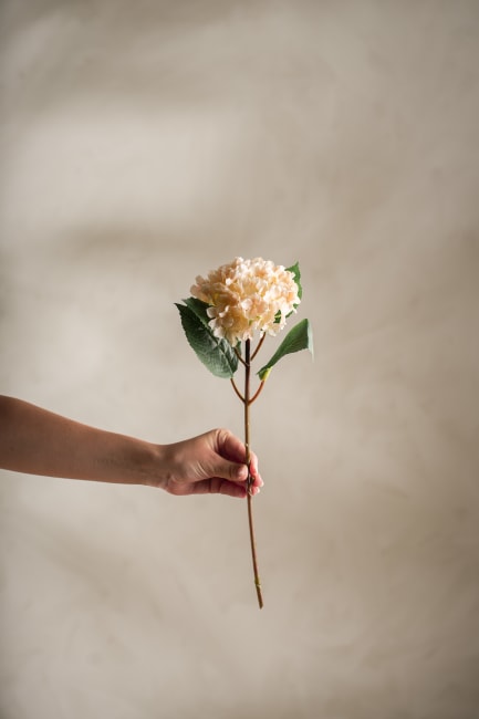 Hortensia