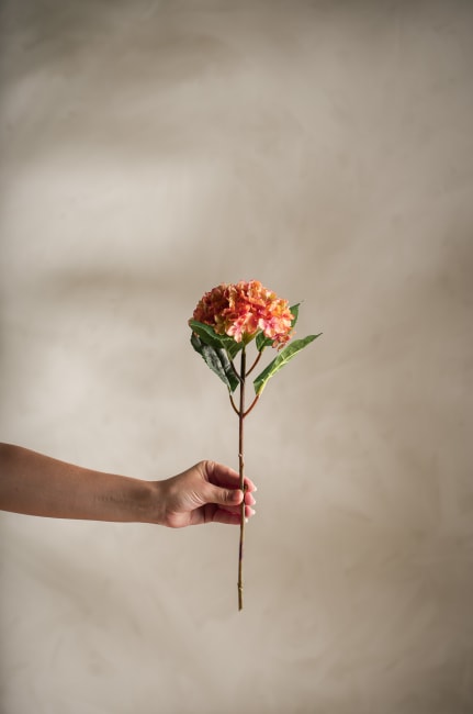 Hortensia