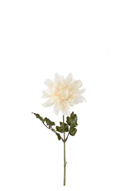 Dahlia