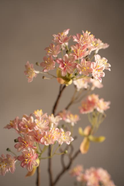 Lönnblomma