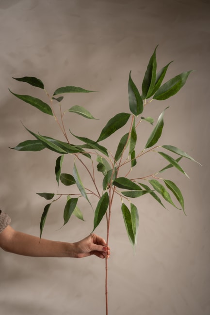 Eucalyptus