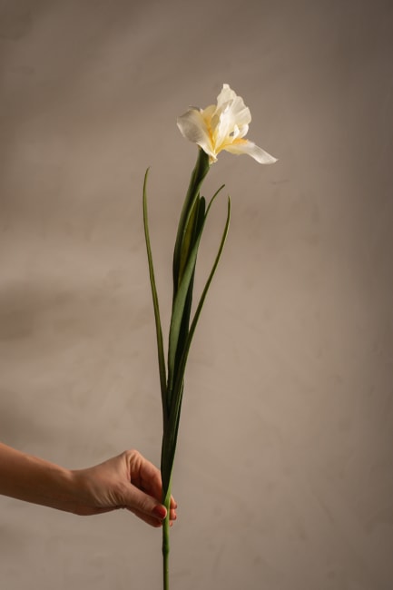 Iris