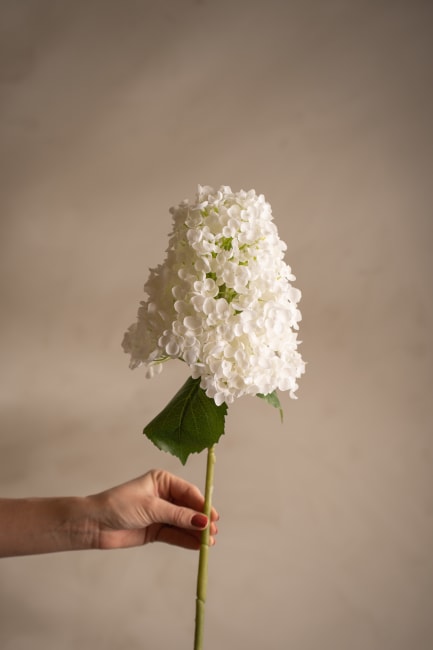 Syrénhortensia
