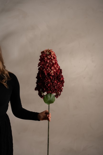 Syrénhortensia