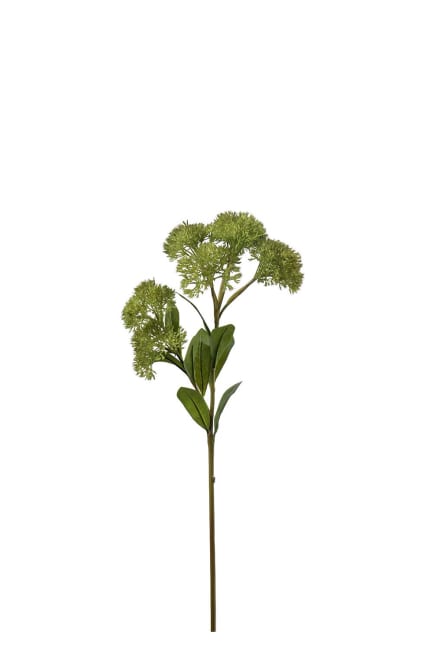 Sedum