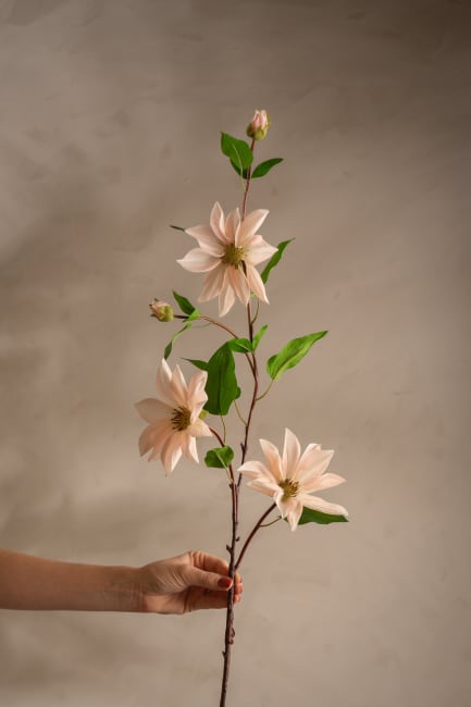 Clematis