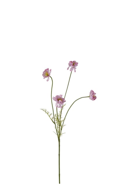 Cosmos