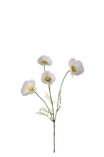Rosenskära