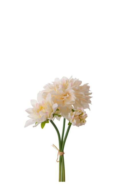 Dahliabunt
