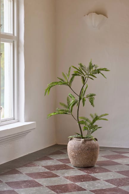 Mimosa Pudica