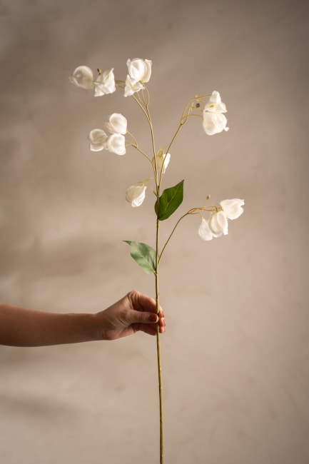 Physalis