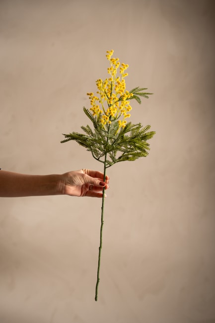 Mimosa