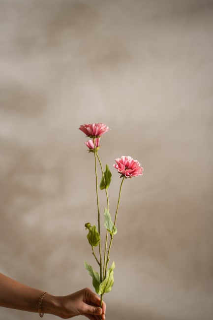 Zinnia