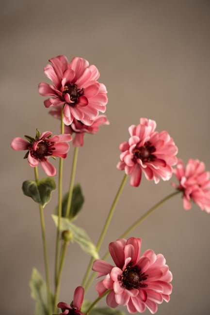 Zinnia