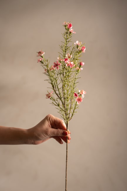 Voksblomst