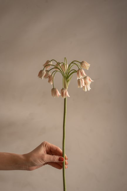 Allium