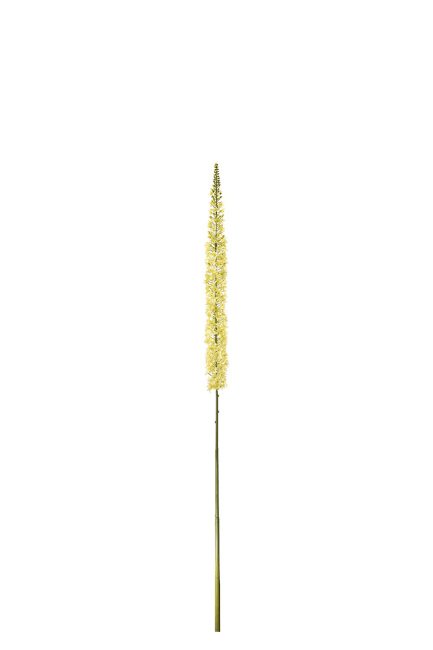 Eremurus
