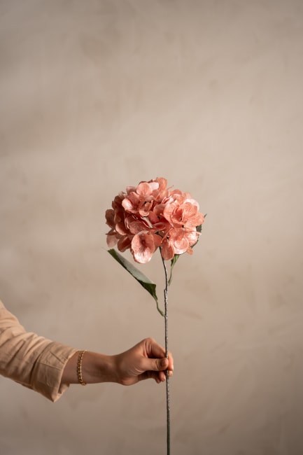 Hortensia