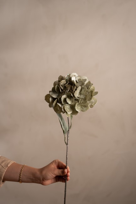 Hortensia