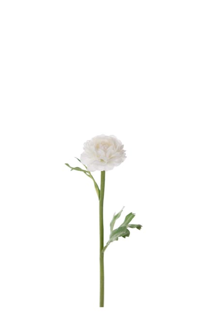 Ranuncel
