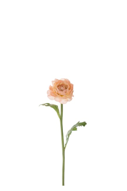 Ranuncel