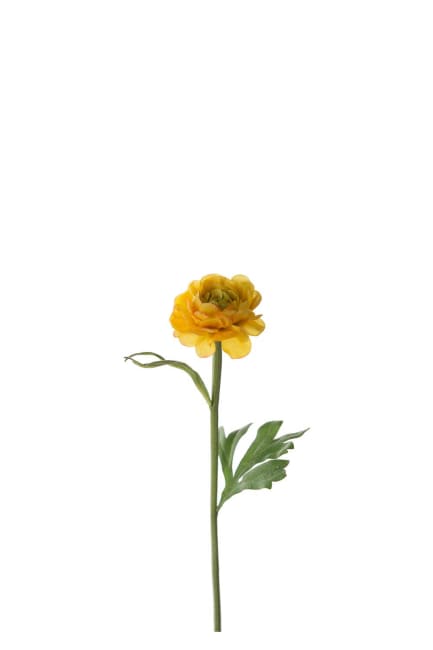 Ranuncel