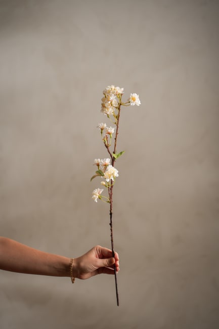 Kirsebærblomst