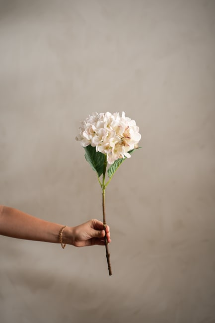 Hortensia