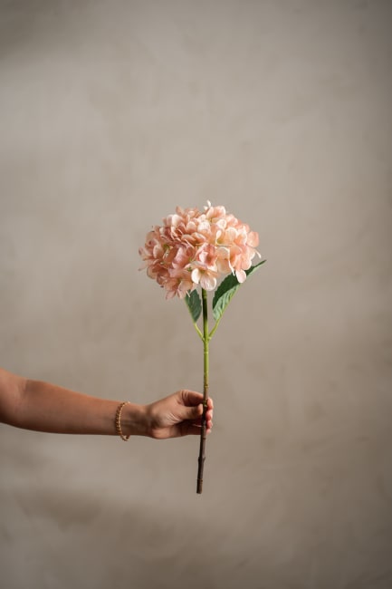 Hortensia
