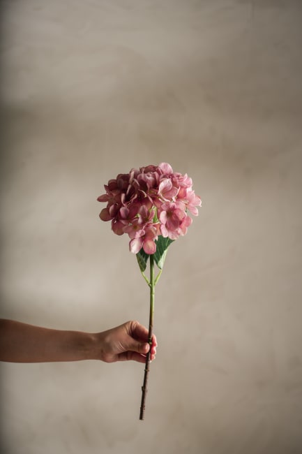 Hortensia