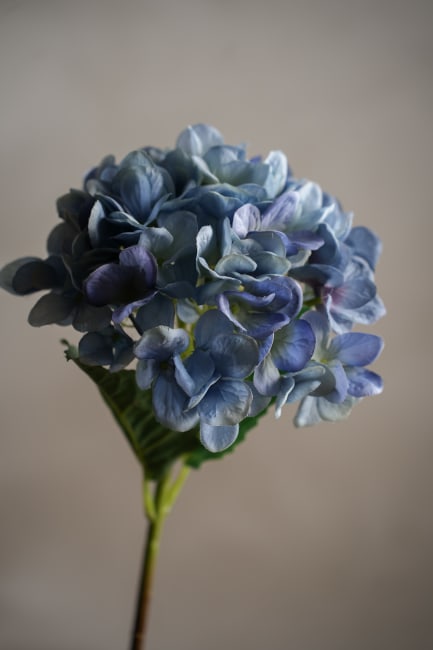 Hortensia