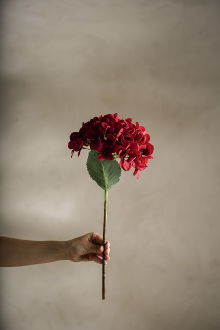 Hortensia