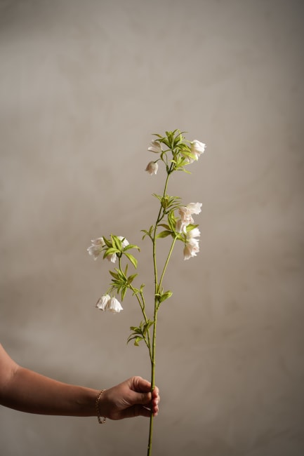 Enkianthus