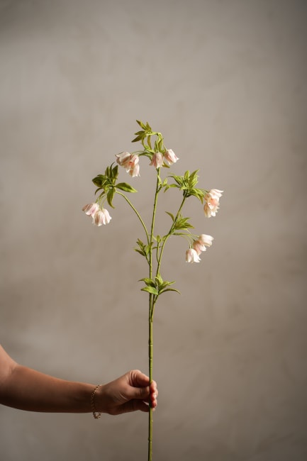 Enkianthus