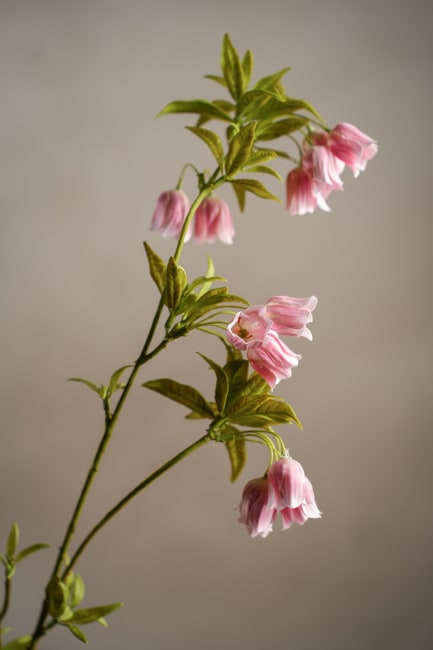 Enkianthus