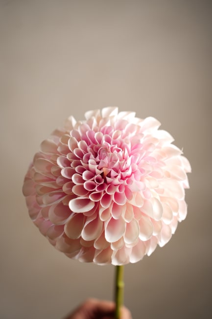 Dahlia