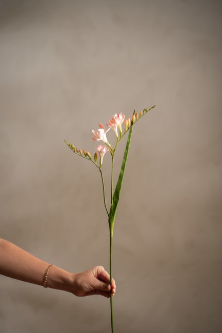 Freesia