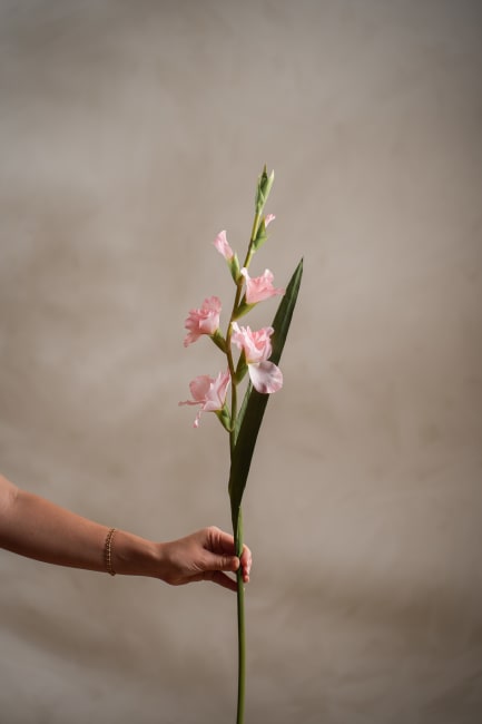Gladiolus