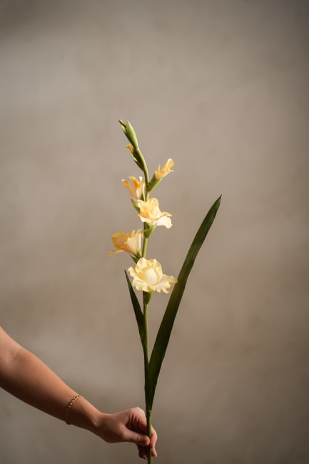 Gladiolus