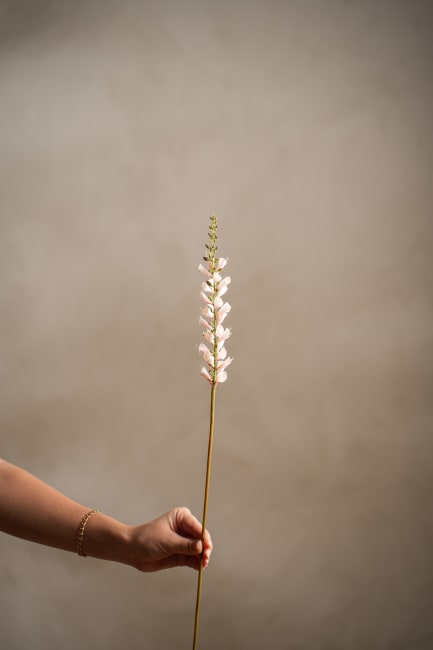 Digitalis