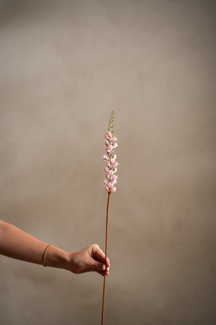Digitalis