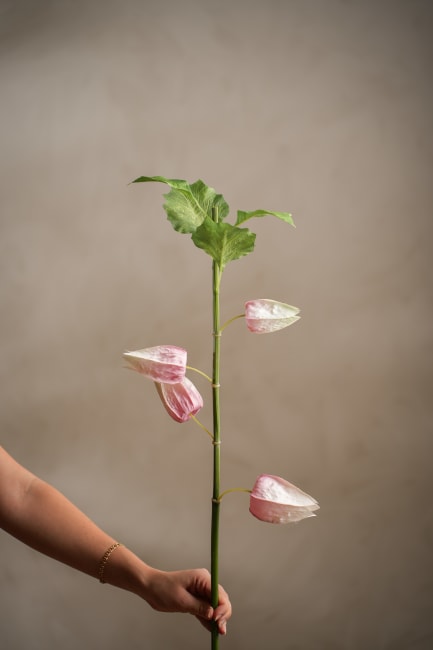 Physalis