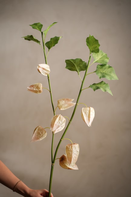 Physalis