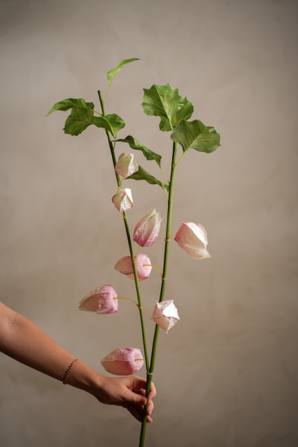 Physalis
