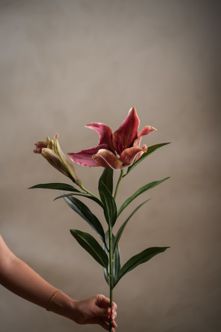 Lilja