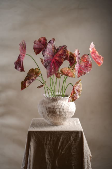 Caladium