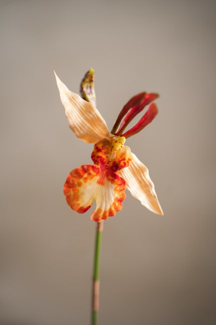 Psychopsis