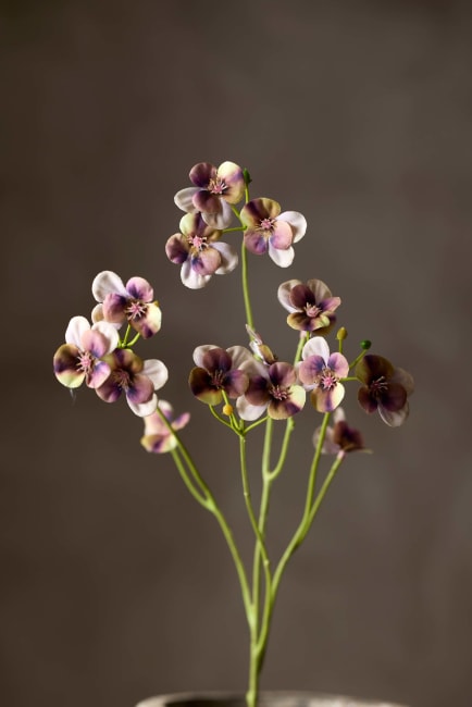 Stemorsblomst