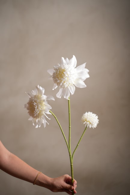 Dahlia