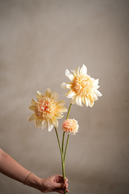 Dahlia